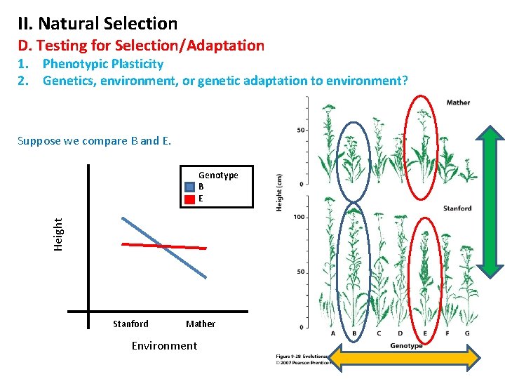 II. Natural Selection D. Testing for Selection/Adaptation 1. Phenotypic Plasticity 2. Genetics, environment, or