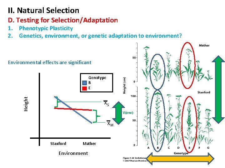 II. Natural Selection D. Testing for Selection/Adaptation 1. Phenotypic Plasticity 2. Genetics, environment, or
