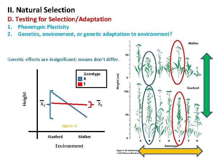 II. Natural Selection D. Testing for Selection/Adaptation 1. Phenotypic Plasticity 2. Genetics, environment, or