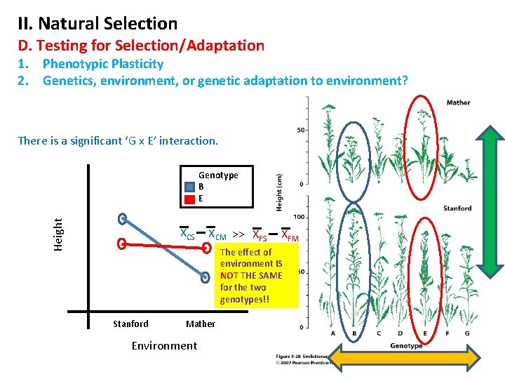 II. Natural Selection D. Testing for Selection/Adaptation 1. Phenotypic Plasticity 2. Genetics, environment, or