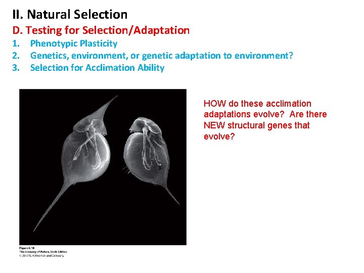 II. Natural Selection D. Testing for Selection/Adaptation 1. Phenotypic Plasticity 2. Genetics, environment, or