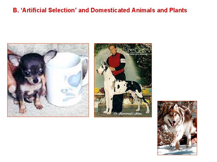 B. ‘Artificial Selection’ and Domesticated Animals and Plants 