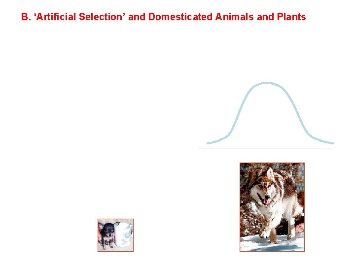 B. ‘Artificial Selection’ and Domesticated Animals and Plants 