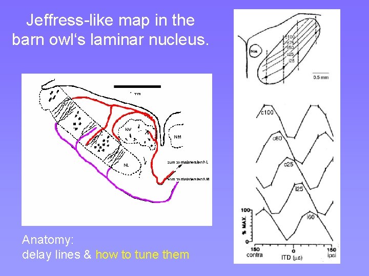 Jeffress-like map in the barn owl‘s laminar nucleus. Anatomy: delay lines & how to Jeffress-like map in the barn owl‘s laminar nucleus. Anatomy: delay lines & how to