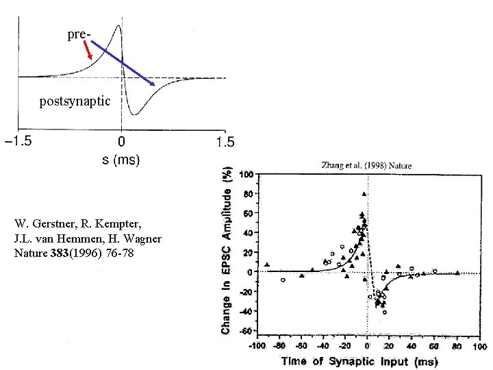 pre- postsynaptic W. Gerstner, R. Kempter, J. L. van Hemmen, H. Wagner Nature 383(1996) pre- postsynaptic W. Gerstner, R. Kempter, J. L. van Hemmen, H. Wagner Nature 383(1996)