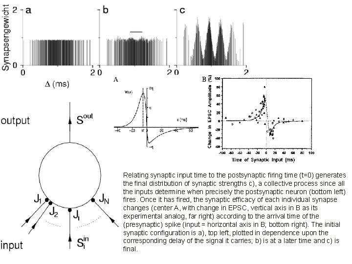 Relating synaptic input time to the postsynaptic firing time (t=0) generates the final distribution Relating synaptic input time to the postsynaptic firing time (t=0) generates the final distribution