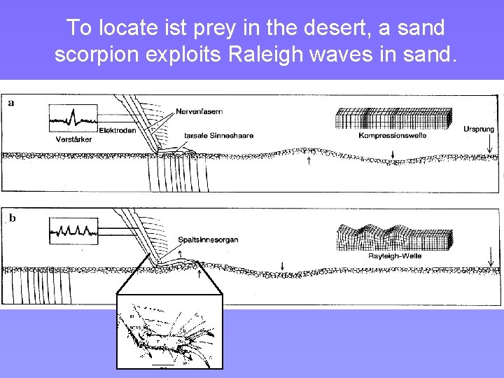 To locate ist prey in the desert, a sand scorpion exploits Raleigh waves in To locate ist prey in the desert, a sand scorpion exploits Raleigh waves in