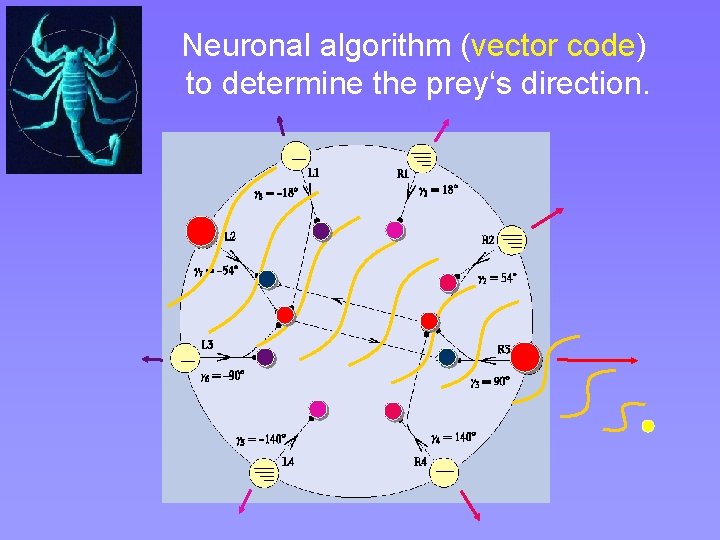 Neuronal algorithm (vector code) to determine the prey‘s direction. Neuronal algorithm (vector code) to determine the prey‘s direction.