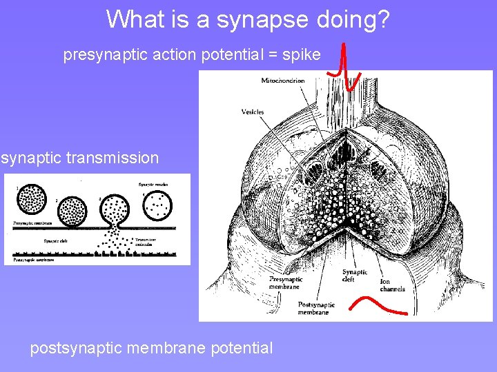 What is a synapse doing? presynaptic action potential = spike synaptic transmission postsynaptic membrane What is a synapse doing? presynaptic action potential = spike synaptic transmission postsynaptic membrane