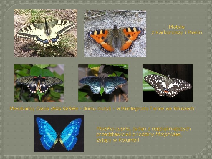 Motyle z Karkonoszy i Pienin Mieszkańcy Cassa della farfalle - domu motyli - w Motyle z Karkonoszy i Pienin Mieszkańcy Cassa della farfalle - domu motyli - w