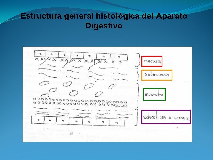 Estructura general histológica del Aparato Digestivo 