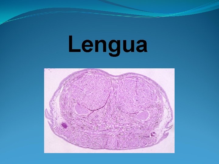 Lengua 