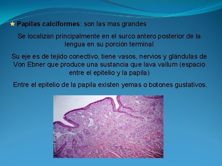 Papilas calciformes: son las mas grandes Se localizan principalmente en el surco antero posterior