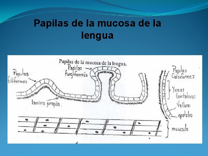 Papilas de la mucosa de la lengua 