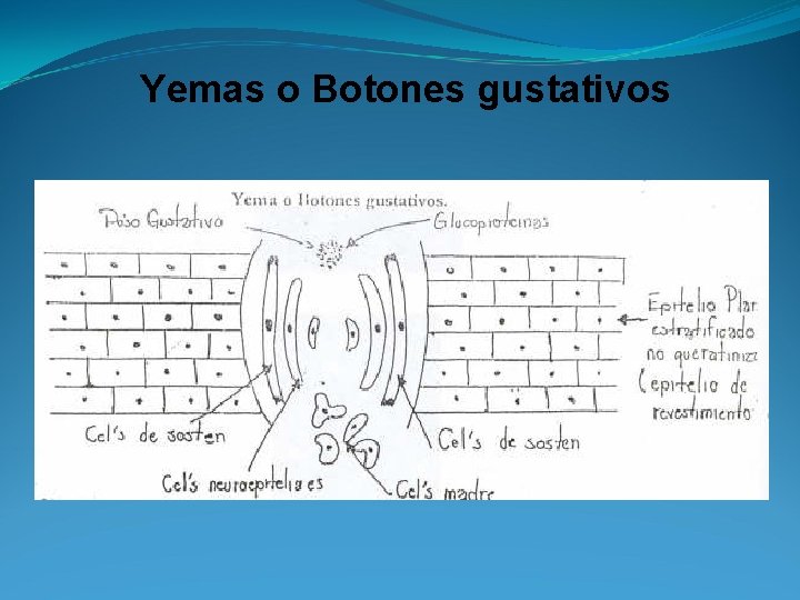 Yemas o Botones gustativos 