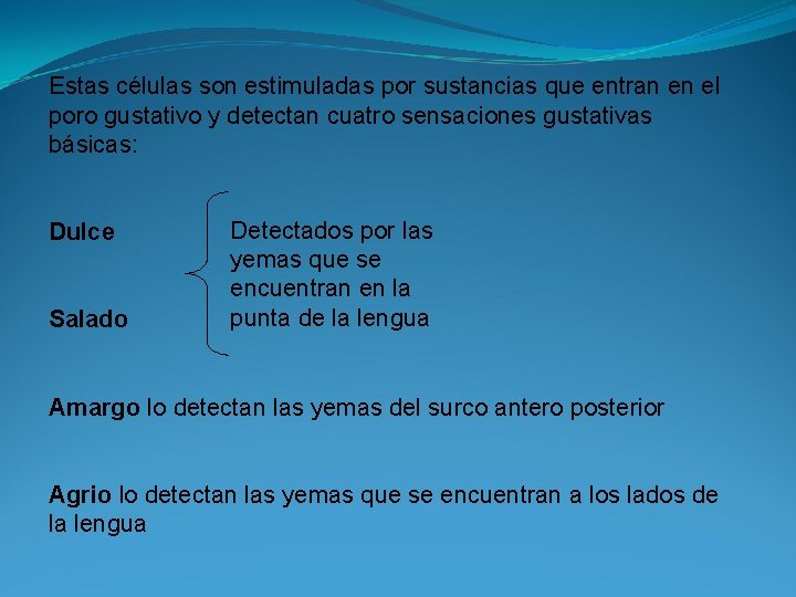 Estas células son estimuladas por sustancias que entran en el poro gustativo y detectan