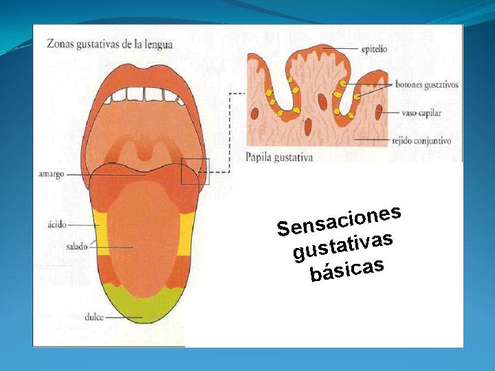 s e n o i c Sensa s a v i t a t