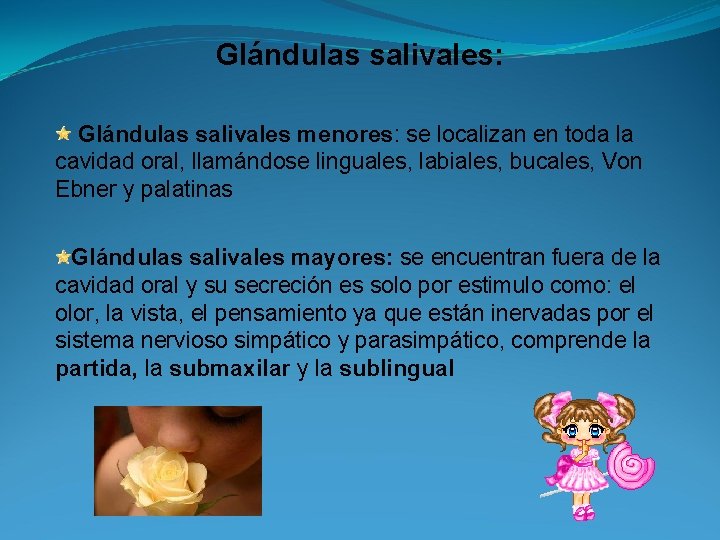 Glándulas salivales: Glándulas salivales menores: se localizan en toda la cavidad oral, llamándose linguales,