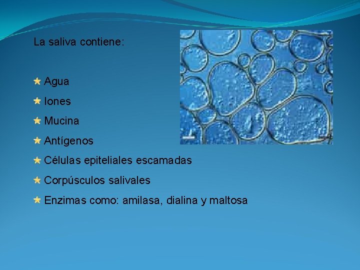 La saliva contiene: Agua Iones Mucina Antígenos Células epiteliales escamadas Corpúsculos salivales Enzimas como: