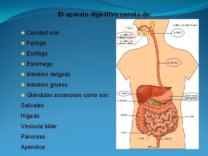 El aparato digestivo consta de: Cavidad oral Faringe Esófago Estomago Intestino delgado Intestino grueso