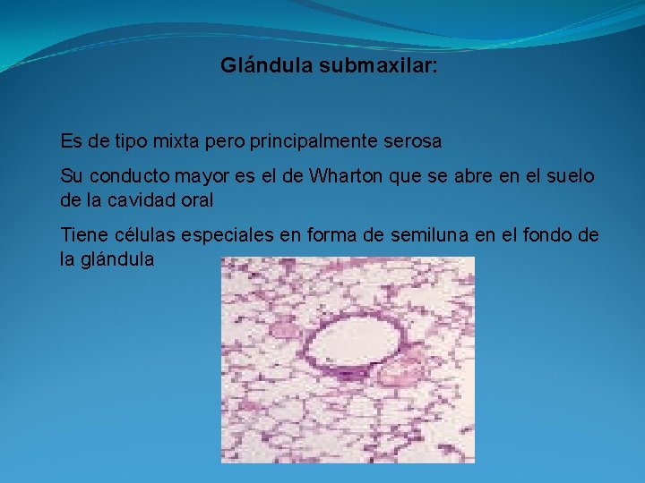 Glándula submaxilar: Es de tipo mixta pero principalmente serosa Su conducto mayor es el