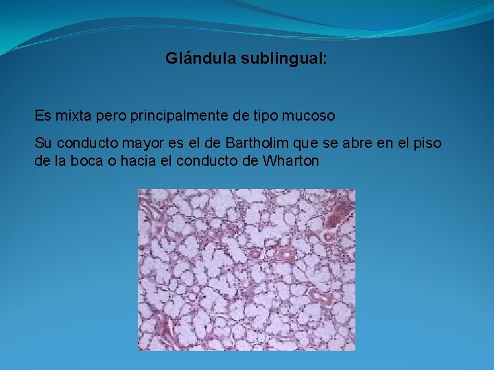 Glándula sublingual: Es mixta pero principalmente de tipo mucoso Su conducto mayor es el