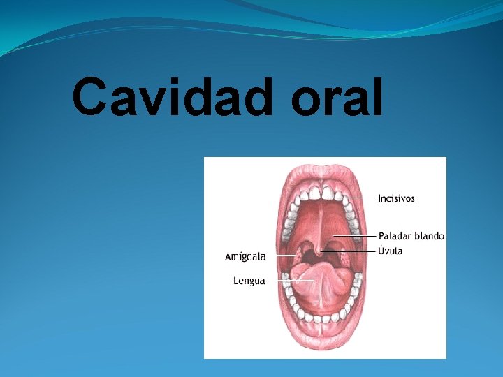 Cavidad oral 