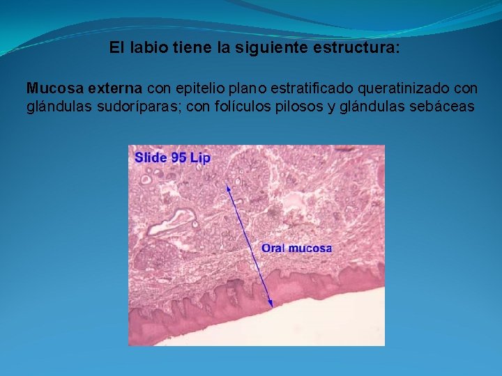 El labio tiene la siguiente estructura: Mucosa externa con epitelio plano estratificado queratinizado con