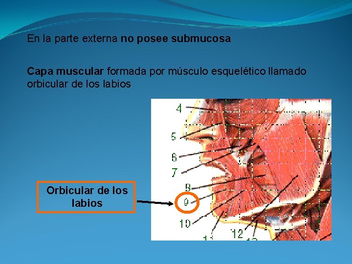 En la parte externa no posee submucosa Capa muscular formada por músculo esquelético llamado