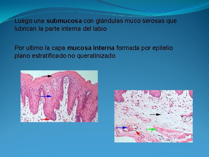 Luego una submucosa con glándulas muco serosas que lubrican la parte interna del labio