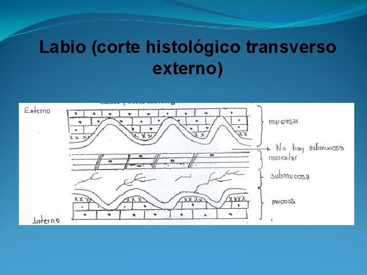 Labio (corte histológico transverso externo) 