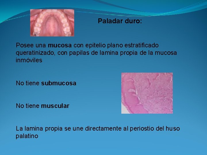 Paladar duro: Posee una mucosa con epitelio plano estratificado queratinizado, con papilas de lamina