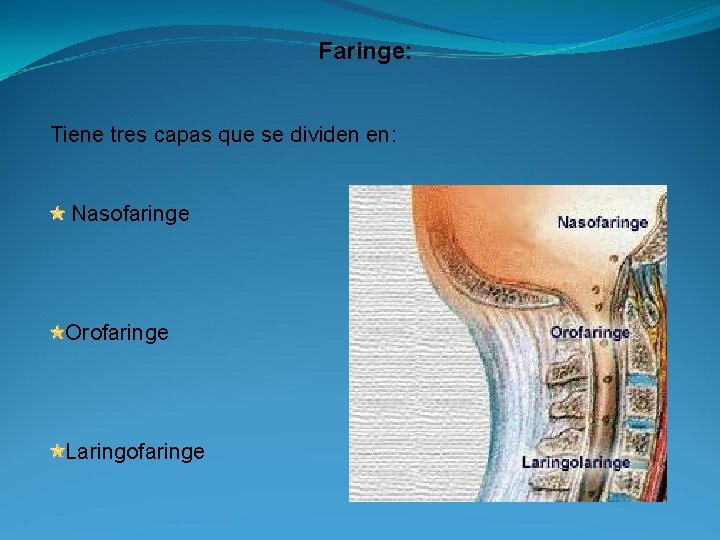 Faringe: Tiene tres capas que se dividen en: Nasofaringe Orofaringe Laringofaringe 