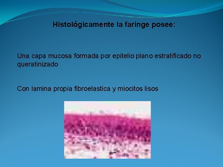 Histológicamente la faringe posee: Una capa mucosa formada por epitelio plano estratificado no queratinizado