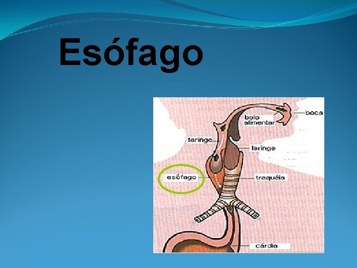 Esófago 