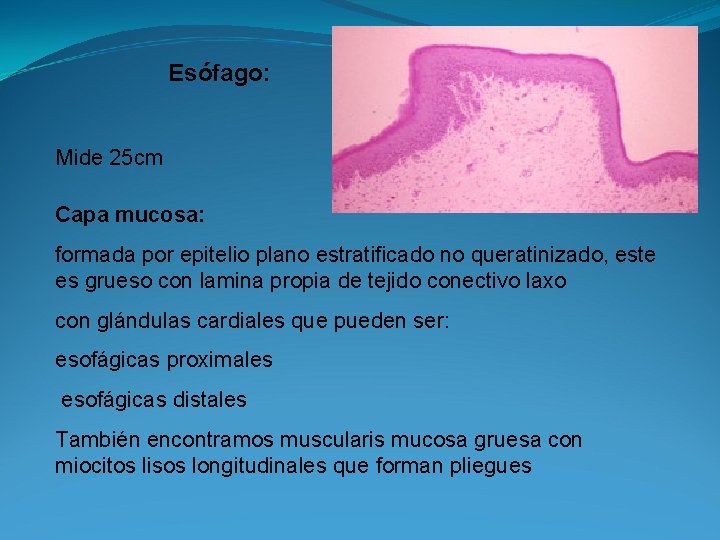 Esófago: Mide 25 cm Capa mucosa: formada por epitelio plano estratificado no queratinizado, este