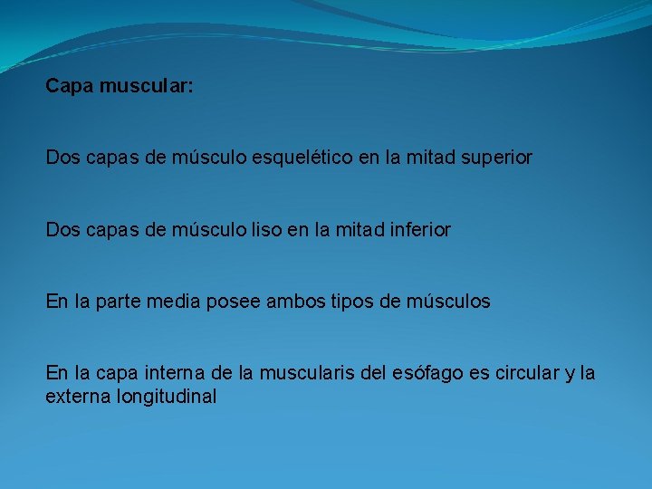 Capa muscular: Dos capas de músculo esquelético en la mitad superior Dos capas de