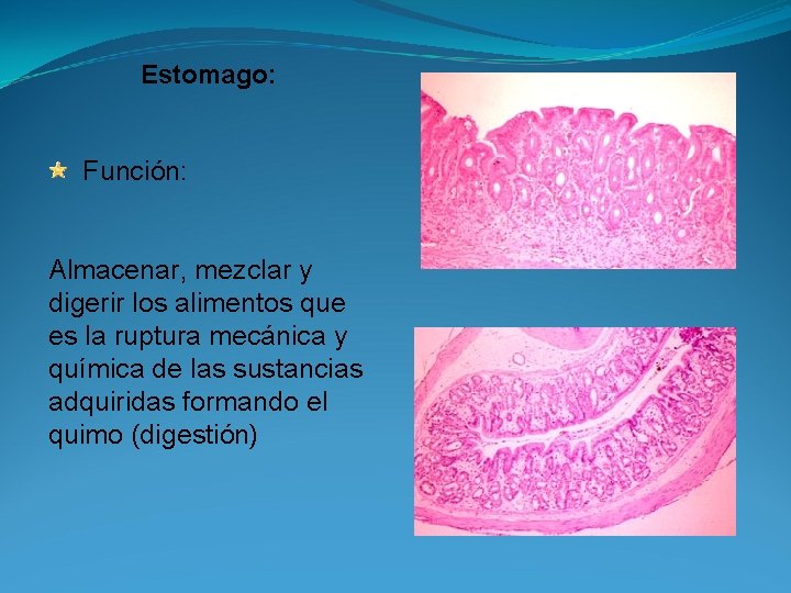 Estomago: Función: Almacenar, mezclar y digerir los alimentos que es la ruptura mecánica y