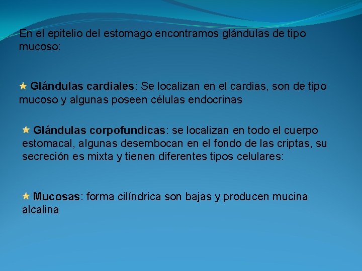 En el epitelio del estomago encontramos glándulas de tipo mucoso: Glándulas cardiales: Se localizan