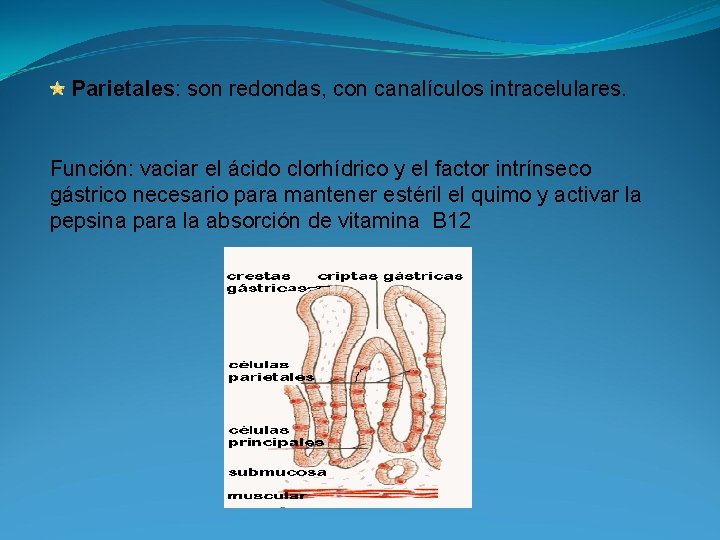 Parietales: son redondas, con canalículos intracelulares. Función: vaciar el ácido clorhídrico y el factor