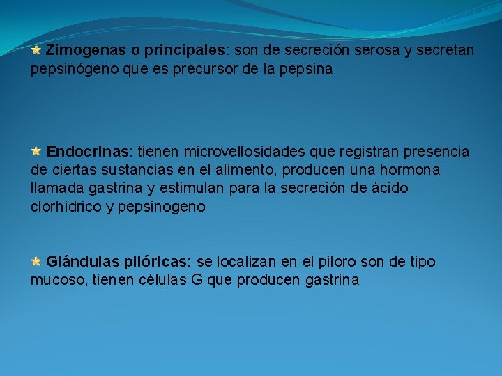  Zimogenas o principales: son de secreción serosa y secretan pepsinógeno que es precursor