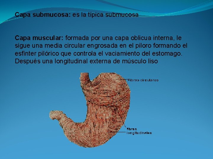 Capa submucosa: es la típica submucosa Capa muscular: formada por una capa oblicua interna,