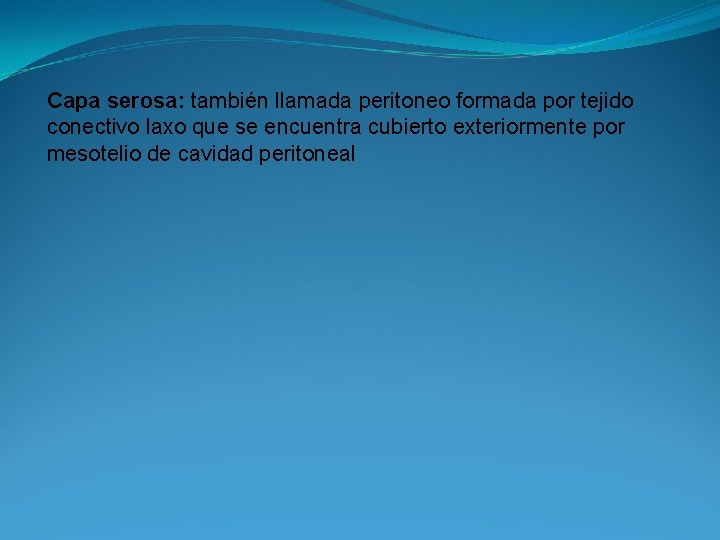 Capa serosa: también llamada peritoneo formada por tejido conectivo laxo que se encuentra cubierto