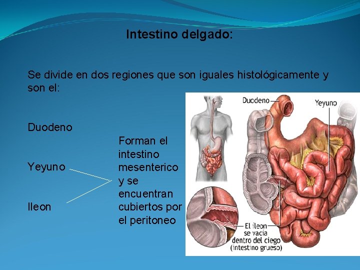 Intestino delgado: Se divide en dos regiones que son iguales histológicamente y son el: