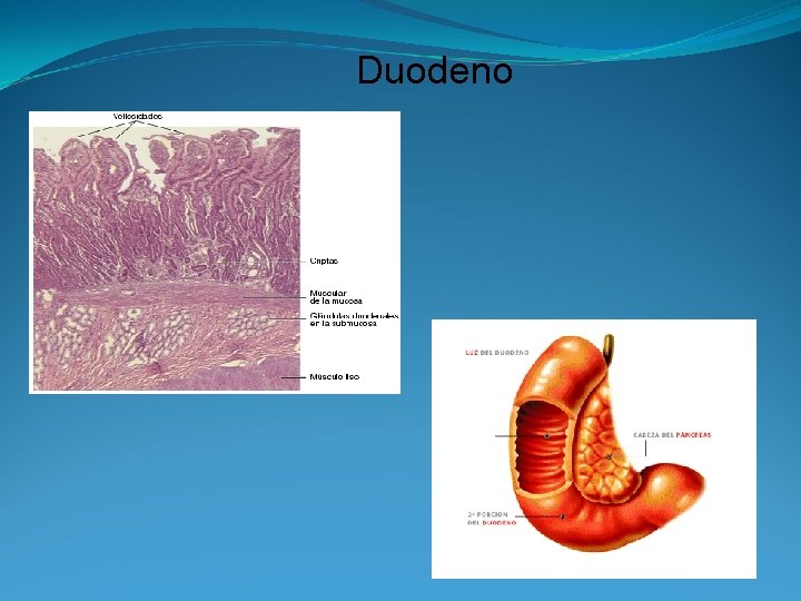 Duodeno 