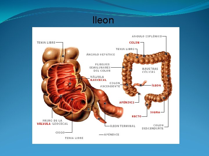 Ileon 