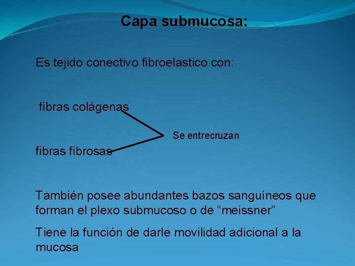 Capa submucosa: Es tejido conectivo fibroelastico con: fibras colágenas Se entrecruzan fibras fibrosas También