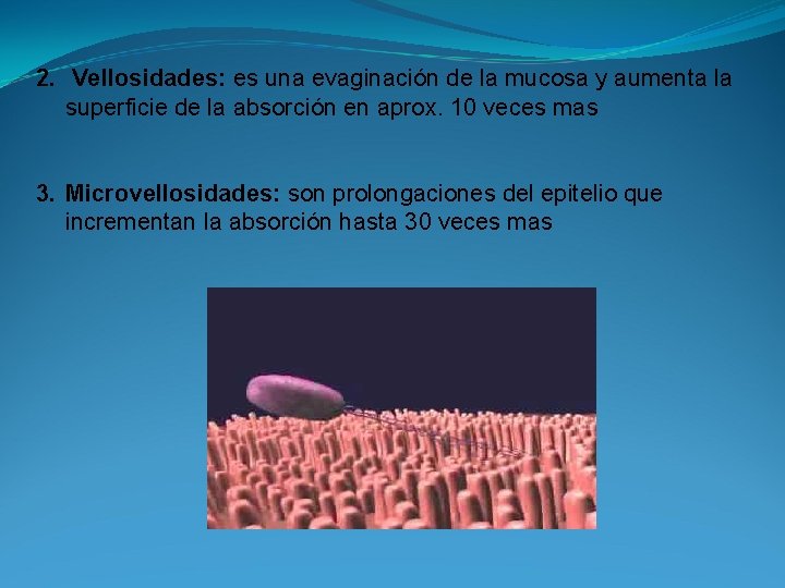 2. Vellosidades: es una evaginación de la mucosa y aumenta la superficie de la