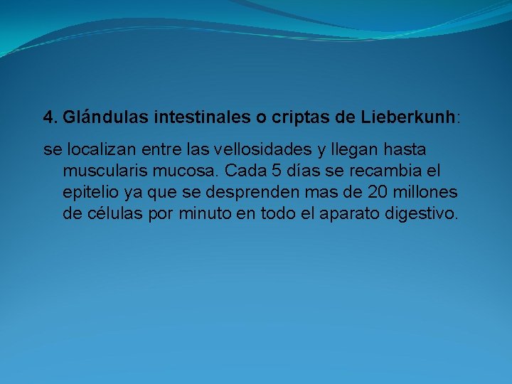 4. Glándulas intestinales o criptas de Lieberkunh: se localizan entre las vellosidades y llegan