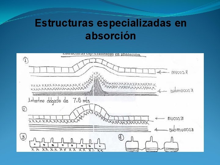 Estructuras especializadas en absorción 